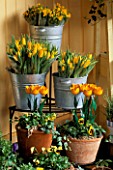 FLOWER STALL IN LISSE  HOLLAND WITH TULIPS FOR SALE IN GALVANISED BUCKETS