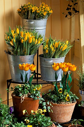 FLOWER_STALL_IN_LISSE__HOLLAND_WITH_TULIPS_FOR_SALE_IN_GALVANISED_BUCKETS