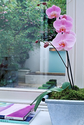PINK_PHALAENOPSIS_ORCHID_IN_METAL_CONTAINER_ON_WINDOW_SILL_CHARLES_WORTHINGTONS_MINIMALIST_GARDEN_DE