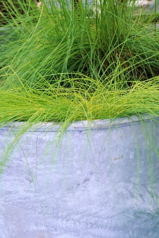 DETAIL_OF_GOLD_CAREX_IN_GALVANIZED_METAL_CONTAINER_IN_DESIGNER_STEPHEN_WOODHAMS_OWN_ROOF_GARDEN