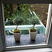TINY STANDARD LAVENDER BUSHES GROW IN SQUARE CONTAINERS ON LEADED WINDOW SILL IN DESIGNER STEPHEN WOODHAMS OWN GARDEN.