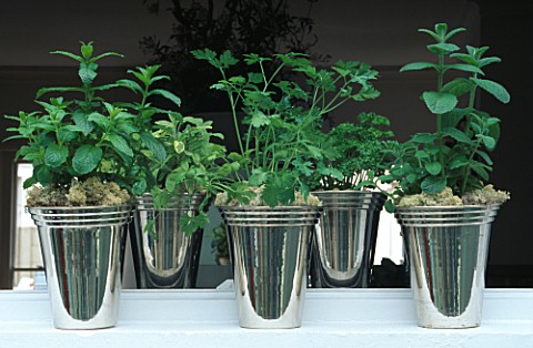 HERBS_MINT__SAGE__CORIANDER_AND_PARSLEY__GROW_IN_SHINY_METAL_BUCKETS_ON_WINDOW_SILL_IN_DESIGNER_STEP