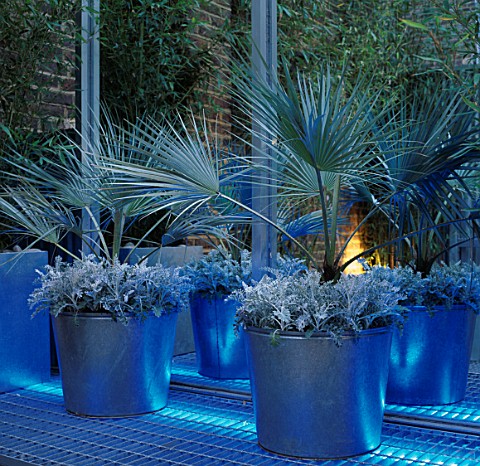 BLUE_UPLIGHTING_SHINES_ON_LARGE_METAL_CONTAINERS_WITH_TRACHYCARPUS_FORTUNEI_AND_SENECIO_CINERARIA_WH