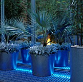 BLUE UP-LIGHTING SHINES ON LARGE METAL CONTAINERS WITH TRACHYCARPUS FORTUNEI AND SENECIO CINERARIA WHITE DIAMOND. DESIGNER STEPHEN WOODHAMS OWN GARDEN.