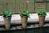 TERRACOTTA POTS PLANTED WITH PRIMULAS BESIDE A POOL.  HOMES & GARDEN GARDEN. CHELSEA 98