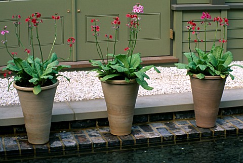 TERRACOTTA_POTS_PLANTED_WITH_PRIMULAS_BESIDE_A_POOL__HOMES__GARDEN_GARDEN_CHELSEA_98