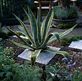 AGAVE PLANTED IN GRAVEL. CHELSEA 98