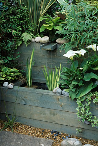 WATER_FEATURE_SURROUNDED_BY_IRIS_LEAVES_AND_ZANTEDESCHIA_CHELSEA_98