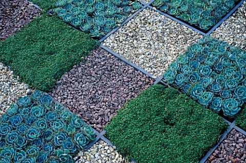 CHEQUERBOARD_PATTERN_CREATED_BY_ECHEVERIA__CREEPING_MINT_AND_GRAVEL_SQUARES_BLAKEDOWN_LANDSCAPES_CHE