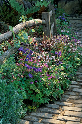AQUILEGIAS_AND_GERANIUMS_BESIDE_A_WOODEN_FENCE_AND_COBBLESTONE_PATH_LEEDS_CITY_COUNCIL_GARDEN__CHELS