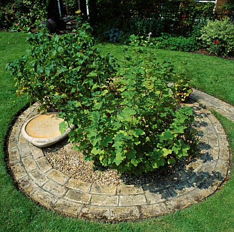 GOOSEBERRY_BUSHES_GROW_IN_THE_MIDDLE_OF_BRICK_CIRCLE_DESIGNER_LUCY_GENT