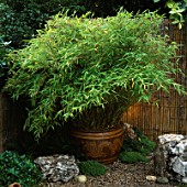 JAPANESE GARDEN WITH BAMBOO - FARGESIA MURIELIAE SIMBA IN POT.  DESIGN BY NATURAL & ORIENTAL WATER GARDENS. HAMPTON COURT 1998