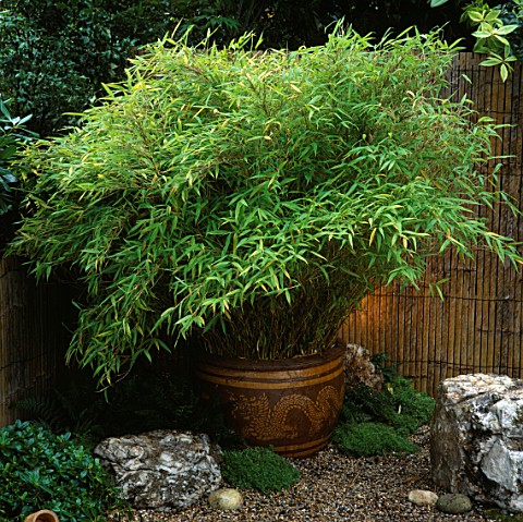 JAPANESE_GARDEN_WITH_BAMBOO__FARGESIA_MURIELIAE_SIMBA_IN_POT__DESIGN_BY_NATURAL__ORIENTAL_WATER_GARD