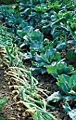 ONIONS  CABBAGE JANUARY KING AND BRUSSEL SPROUTS IN THE VEGETABLE GARDEN OF HMP LEYHILL  HAMPTON COURT 98
