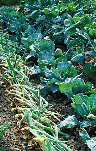 ONIONS__CABBAGE_JANUARY_KING_AND_BRUSSEL_SPROUTS_IN_THE_VEGETABLE_GARDEN_OF_HMP_LEYHILL__HAMPTON_COU