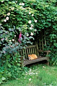 A PLACE TO SIT: CONTENTED CAT DOZES ON BENCH IN SHADY HERB GARDEN ARBOUR OVERHUNG BY CLIMBING ROSE NEW DAWN.  NETHERFIELD HERB GARDEN  SUFFOLK.  DESIGNER: LESLEY BREMNESS