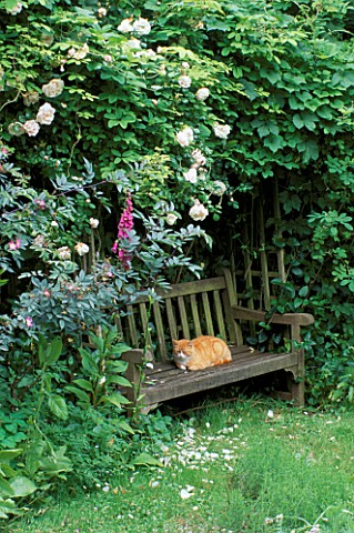 A_PLACE_TO_SIT_CONTENTED_CAT_DOZES_ON_BENCH_IN_SHADY_HERB_GARDEN_ARBOUR_OVERHUNG_BY_CLIMBING_ROSE_NE