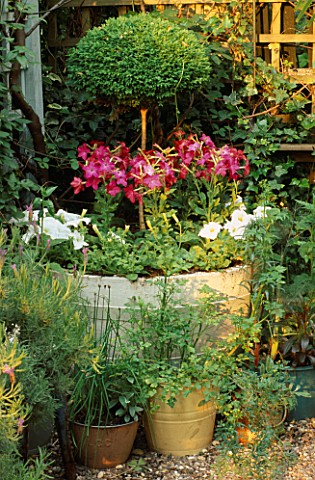 BOX_MOP_HEAD_IN_PAINTED_BARREL_UNDERPLANTED_WITH_PINK_NICOTIANA_AND_WHITE_PETUNIAS__IN_FG_PAINTED_BU