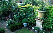 SMALL TOWN GARDEN: STONE URN FLANKED FROM RIGHT TO LEFT WITH A WEEPING MULBERRY  PITTOSPORUM TOBIRA AND MELIANTHUS MAJOR. DESIGNER: JONATHAN BAILLIE