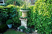 SMALL TOWN GARDEN: STONE URN FLANKED FROM RIGHT TO LEFT WITH A WEEPING MULBERRY  PITTOSPORUM TOBIRA AND MELIANTHUS MAJOR. DESIGNER: JONATHAN BAILLIE