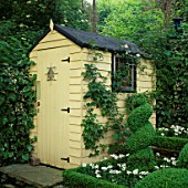 YELLOW PAINTED SHED WITH RECLAIMED STAINED GLASS WINDOW & CLEMATIS MONTANA RUBENS CLIMBING UP SIDE. BOX BED WITH BOX TOPIARY SPIRAL.  DESIGNER: JONATHAN BAILLIE
