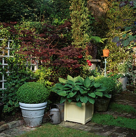 SMALL_TOWN_GARDEN_BOX_BALLS_AND_HOSTA_SIEBOLDIANA_IN_CONTAINERS_WITH_ACER_PALMATUM_BLOODGOOD_AND_DIC