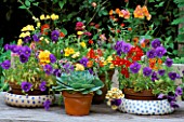 GROUP OF SUMMER CONTAINERS ON TABLE WITH NEMESIA  PANSIES AND ECHEVERIAS. DESIGNER: LISETTE PLEASANCE