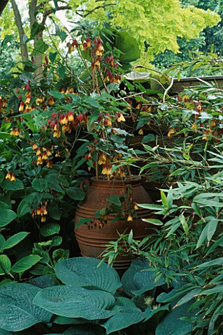 SHADE_ABUTILON_KENTISH_BELLE_IN_TERRACOTTA_URN_SURROUNDED_BY_PHYLLOSTACHYS_NIGRA__HYDRANGEA_LACECAP_