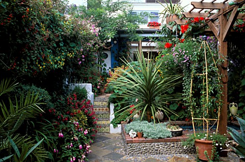 VIEW_BACK_TO_THE_HOUSE_WITH_FUCHSIAS_AND_A_SPECIMEN_DRACAENA_FRAMING_STEPS_WITH_PEBBLED_TREADS_AND_T