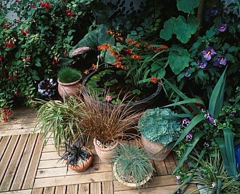 POTS_OF_GRASSES_OPHIOPOGON__CAREX_FESTUCA_GLAUCA_AND_AN_AEONIUM_BESIDE_A_HALF_BARREL_WATER_FEATURE_P