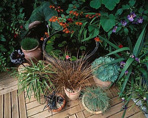 CONTAINERS_OF_GRASSES_OPHIOPOGON__CAREX__FESTUCA_GLAUCA_AND_AN_AEONIUM_BESIDE_A_HALF_BARREL_WATER_FE