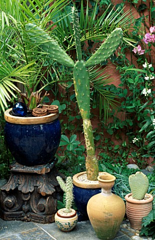 OLIVE_JAR_AND_CACTUS_IN_POTS_ON_A_TILED_TERRACE__DESIGN_ANDREW__KARLA_NEWELL