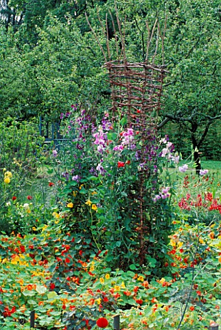 NASTURTIUMS_AND_SWEET_PEAS_CLAMBER_OVER_A_WICKER_SCULPTURE_AT__THE_ROSENDAL_GARDEN_FESTIVAL_IN_STOCK