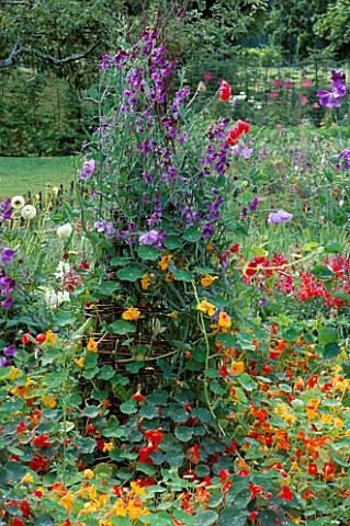 NASTURTIUMS_AND_SWEET_PEAS_CLAMBER_OVER_A_WICKER_TRIPOD_AT__THE_ROSENDAL_GARDEN_FESTIVAL_IN_STOCKHOL