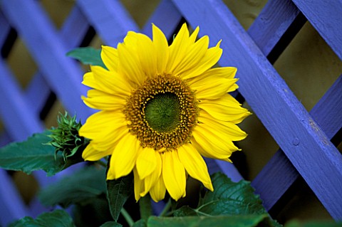 YELLOW_SUNFLOWER_PACINO_AGAINST_THE_LILAC_TRELLIS