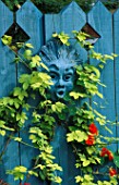 HEAD BY FIONA BARRATT PAINTED BLUE TO MATCH THE FENCE  SURROUNDED BY GOLDEN HOP AND NASTURTIUMS. THE NICHOLS GARDEN  READING