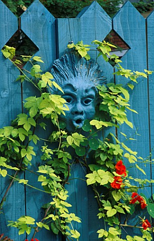HEAD_BY_FIONA_BARRATT_PAINTED_BLUE_TO_MATCH_THE_FENCE__SURROUNDED_BY_GOLDEN_HOP_AND_NASTURTIUMS_THE_