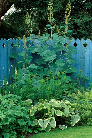 BORDER_BACKED_BY_BLUE_PAINTED_FENCE_BRUNNERA_HADSPEN_CREAM_AND_MACLEAYA_CORDATA_THE_NICHOLS_GARDEN__