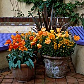 TERRACOTTA POTS PLANTED WITH PHORMIUM  TULIP GENERAL DE WET  GOLD WALLFLOWERS AND TULIP DAYDREAM. THE NICHOLS GARDEN  READING