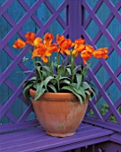 TERRACOTTA POT WITH TULIP GENERAL DE WET ON A LILAC SEAT WITH BLUE FENCE BEHIND/NEW SHOOTS
