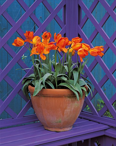 TERRACOTTA_POT_WITH_TULIP_GENERAL_DE_WET_ON_A_LILAC_SEAT_WITH_BLUE_FENCE_BEHINDNEW_SHOOTS