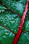 WATER DROPLETS ON RUBY CHARD LEAF