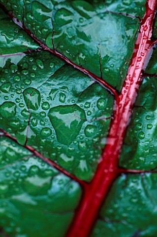 WATER_DROPLETS_ON_RUBY_CHARD_LEAF