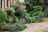 TERRACE WITH PURPLE DAGE  HOSTAS  BOX TOPIARY AND ROSES ARCTIC SUNRISE AND ISPAHAN. RANI LALS GARDEN  OXON