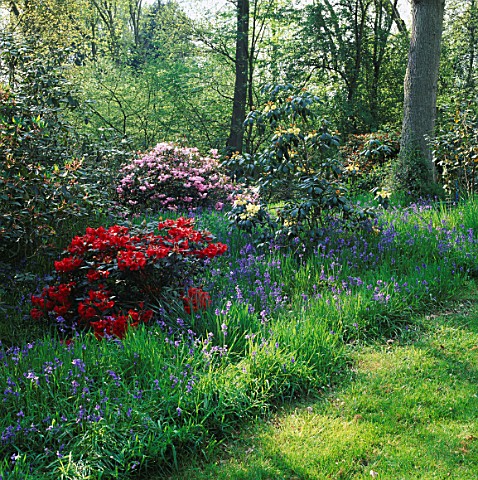 DAPPLED_SHADE_IN_SPRING_WOODLAND_GARDEN_BLUEBELLS__RHODODENDRON_RUBINA_AND_RHODODENDRON_TEMPLE_BELLE