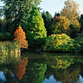 A SWAMP CYPRESS (TAXODIUM DISTICHUM) BY THE LAKE AT THE SIR HOWARD HILLIER GARDENS AND ARBORETUM  HAMPSHIRE