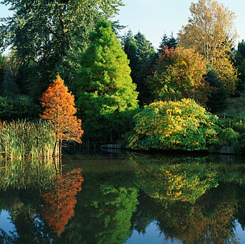 A_SWAMP_CYPRESS_TAXODIUM_DISTICHUM_BY_THE_LAKE_AT_THE_SIR_HOWARD_HILLIER_GARDENS_AND_ARBORETUM__HAMP