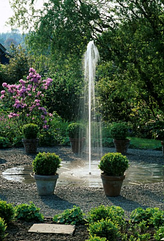 FOUNTAIN_SURROUNDED_BY_BUXUS_SEMPERVIRENS_IN_POTS_WITH_RHODODENDRON_OREOTREPHES_BEHIND_ARROW_COTTAGE