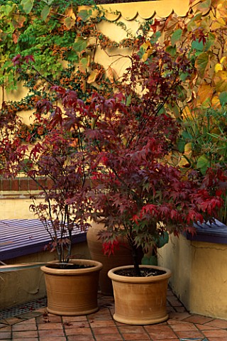 THREE_JAPANESE_MAPLES_IN_TERRACOTTA_CONTAINERS_2_ARE_ACER_PALMATUM_ATROPURPUREUM_AND_AT_THE_FRONT_IS