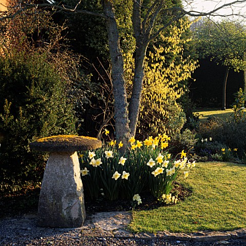 NARCISSUS_ICE_FOLLIES_AND_CORYLOPSIS_WILLMOTTIAE_SINENSIS_SPRING_PURPLE_BESIDE_A_STADDLE_STONE_AT_CH